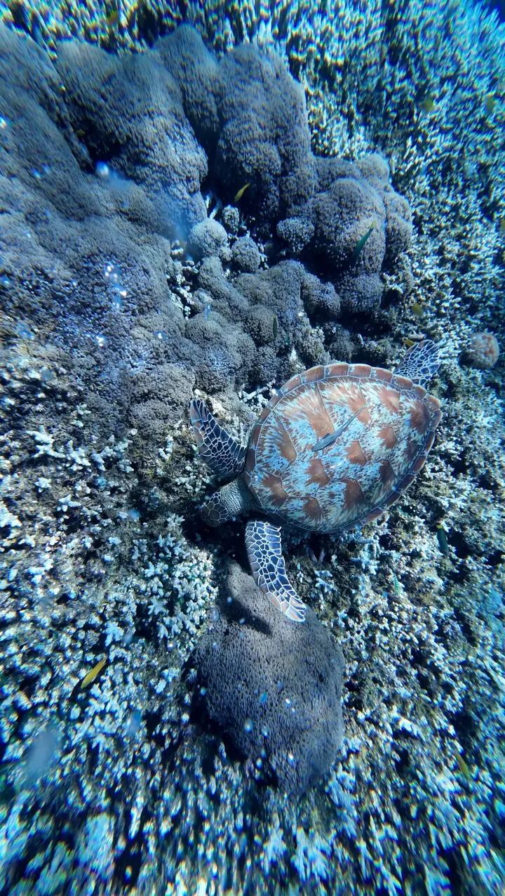 Tortuga marina sobre el coral durante el snorkel en Balicasag