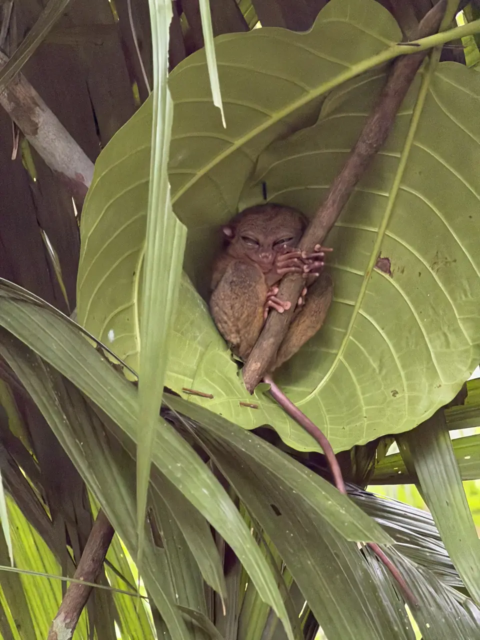 Tarsero en primer plano sobre una rama en el santuario de Corella