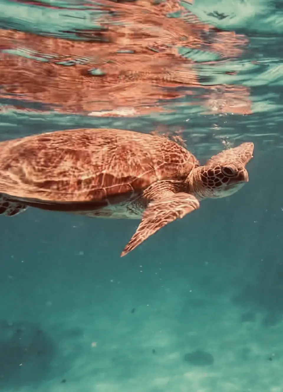 Tortuga verde nadando cerca de la superficie en Balicasag