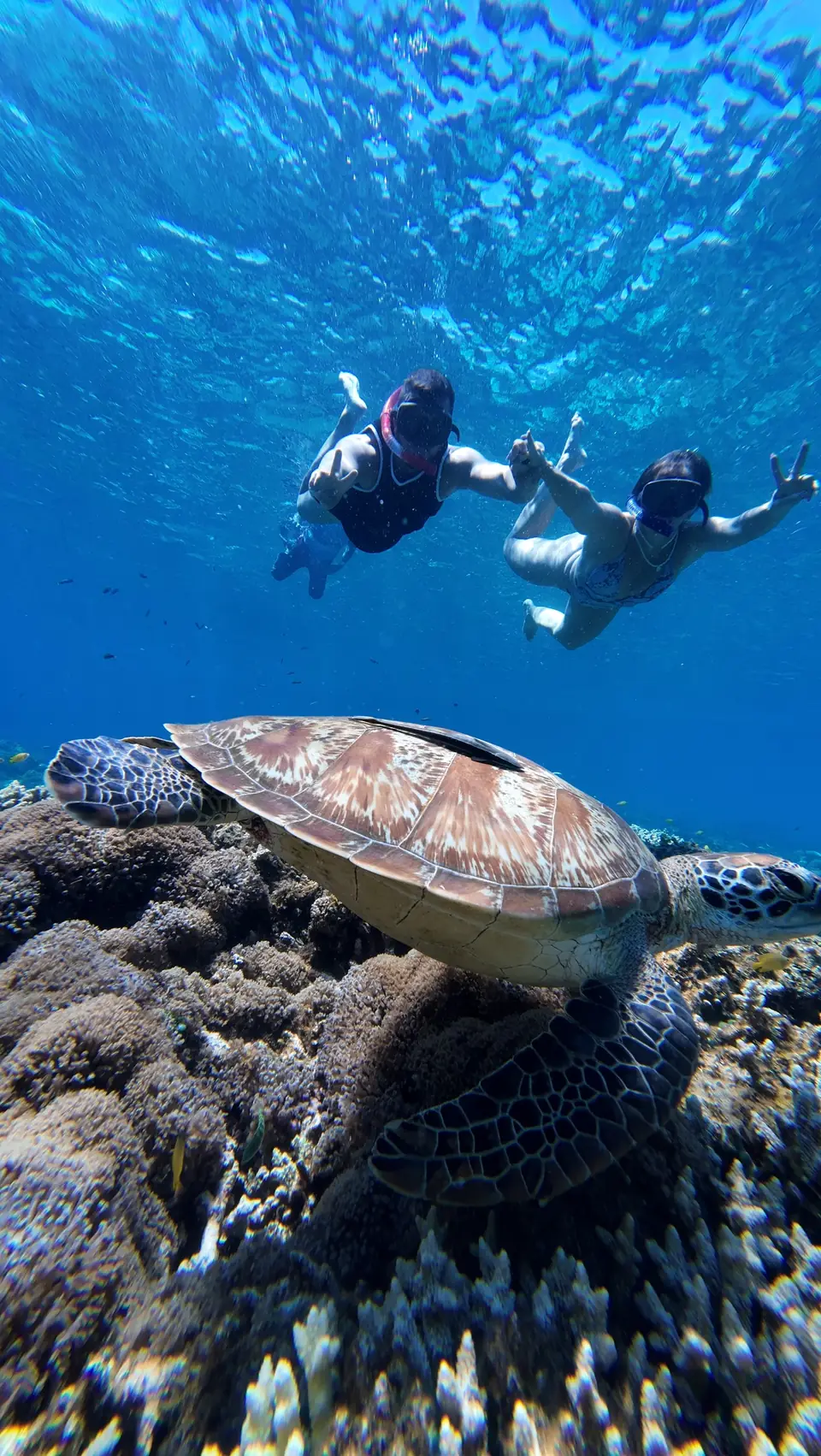 Snorkel junto a una tortuga marina en el arrecife de Balicasag