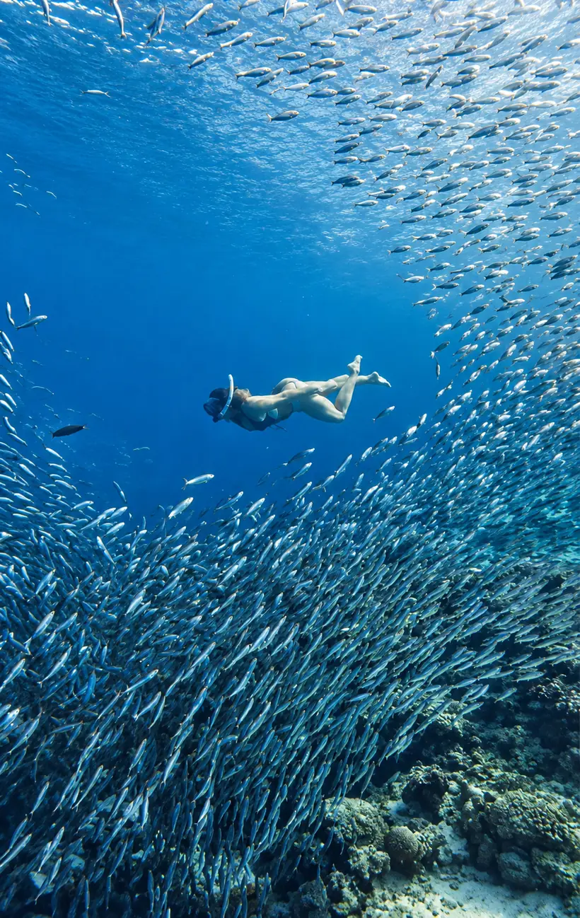 Snorkel sobre una pared de sardinas que baja hacia el fondo