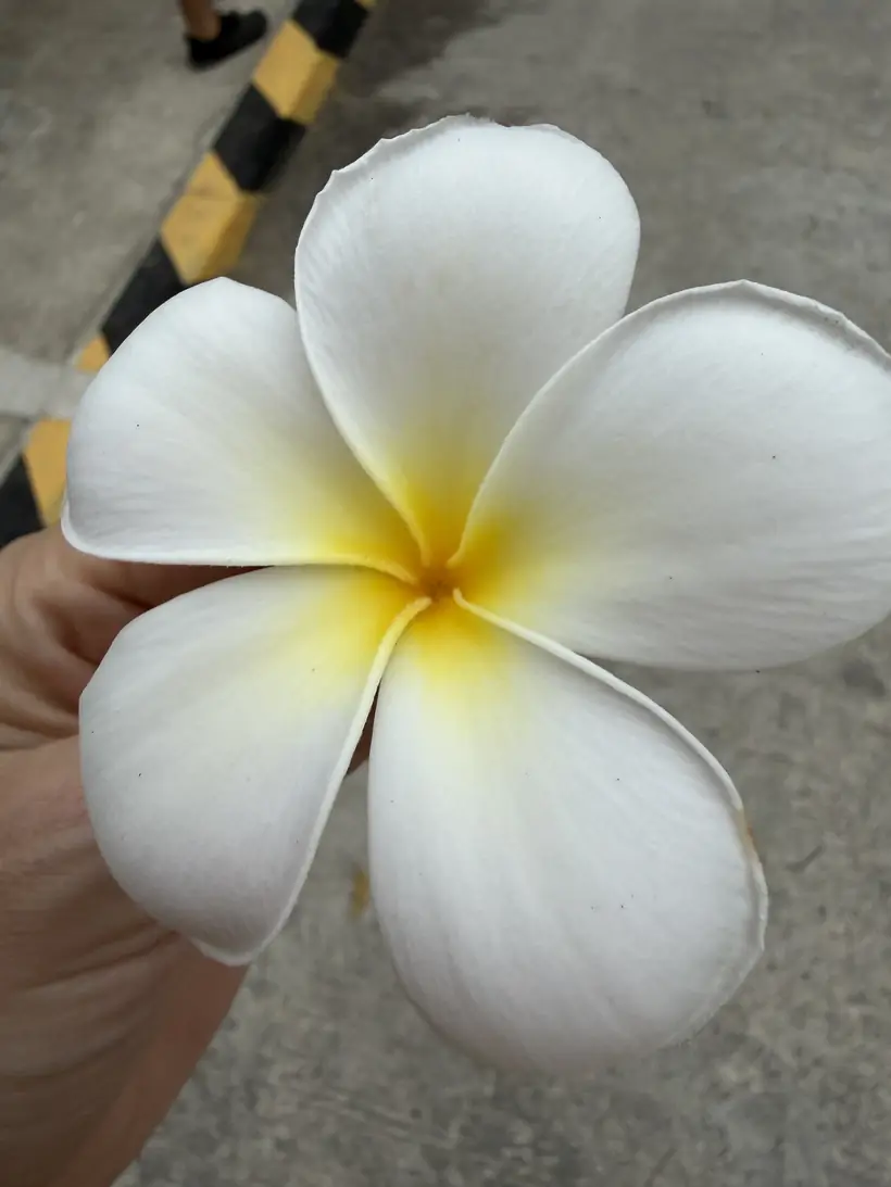 Flor blanca de centro amarillo en la mano