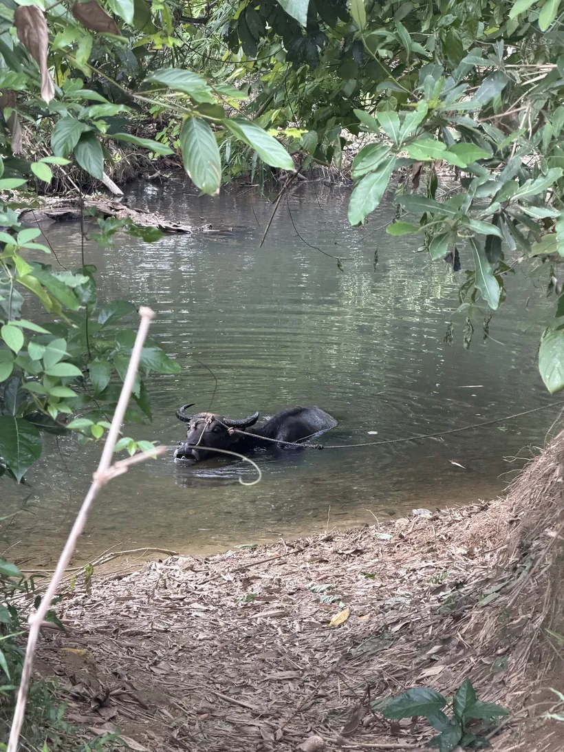 Carabao bañándose en un río entre la maleza