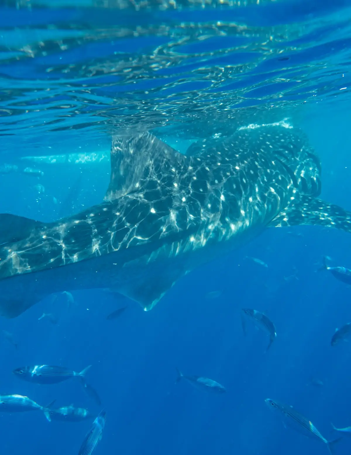 Tiburón ballena nadando bajo el agua entre peces pequeños en Oslob